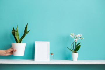 Modern room decoration with Picture frame mockup. White shelf against pastel turquoise wall with potted orchid and hand putting down snake plant.