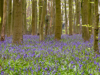 Bluebells in Philipshill Wood, Chorleywood, Hertfordshire
