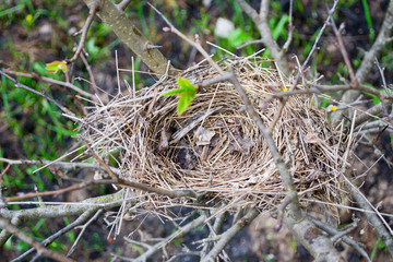 bird's nest