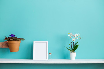 Modern room decoration with Picture frame mockup. White shelf against pastel turquoise wall with potted orchid and hand putting down violet plant.
