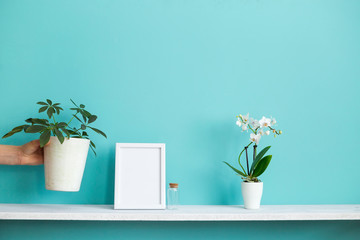 Modern room decoration with Picture frame mockup. White shelf against pastel turquoise wall with potted orchid and hand putting down schefflera plant.