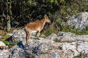Spanish Ibex, Capra pyrenaica in Torcal de Antequera National Park, Spain