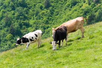 Mestia, Georgia - Jun 25 2018: Cattle grazing at Mestia. a famous landscape in Mestia, Samegrelo-Zemo Svaneti, Georgia.