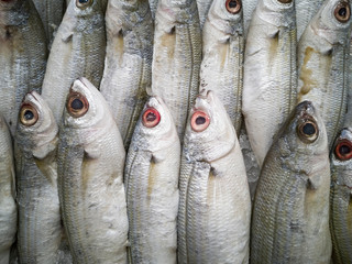Obraz premium Healthy and delicious fishes