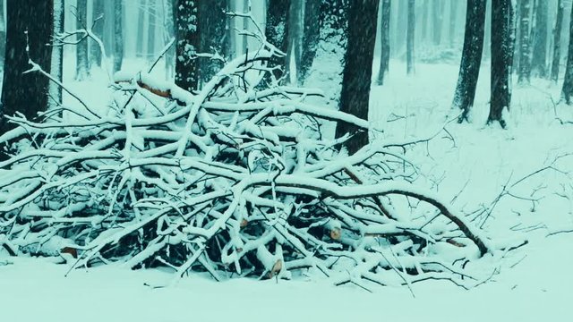Snowy weather in winter snow covered forest. Tree trunks and branches.  Snowfall. Selective focus. Slow pan.
