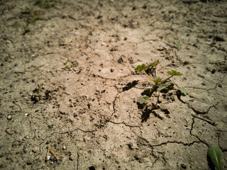 Dried soil texture