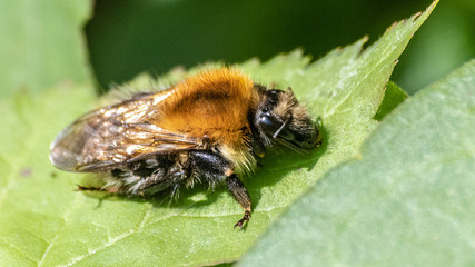 abeille au repos