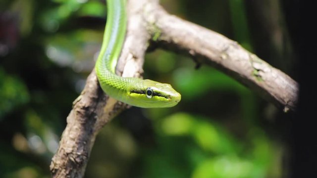 Close up of a green snake sitting on a tree on a jungle forest background. Wild nature.