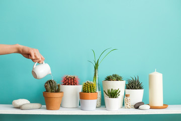 Modern room decoration with Picture frame mockup. White shelf against pastel turquoise wall with Collection of various cactus and succulent plants in different pots. Hand is watering them.