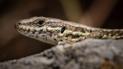 lézard  