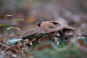 champignons forestier