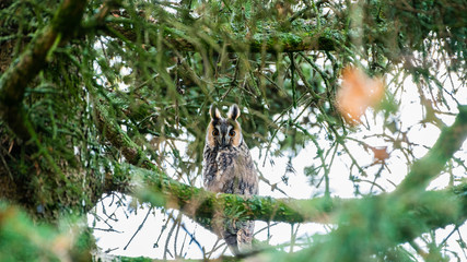 hiboux moyen-duc sur son perchoir