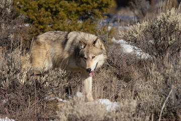 North American Grey Wolf