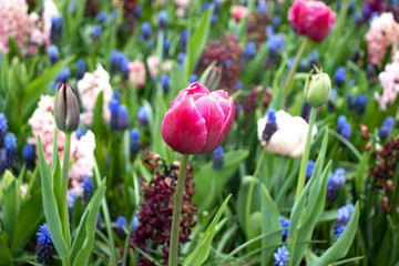 Fototapeta premium beautiful and colorful tulips in the park