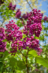 Obraz premium Lilas en fleurs au printemps