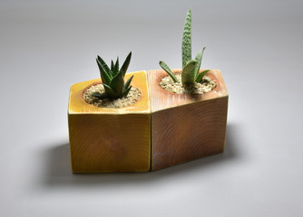 Cactus and succulents in handmade pots
