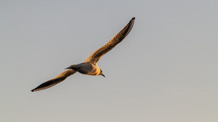 mouette rieuse mâle au face au soleil couchant
