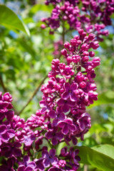 Obraz premium Fleurs de lilas en gros plan