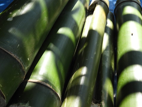bamboo pieces used to make bamboo chicken or bamboo chicken biryani kept for sale