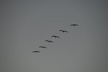 vol rangé de grands cormorans 
