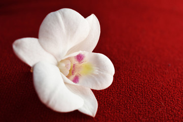 white orchid on black background