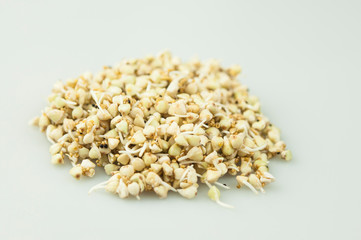 Sprouts of green buckwheat in a bowl. Macro shot. Raw buckwheat. Useful food from buckwheat sprouts for vegetarian food.