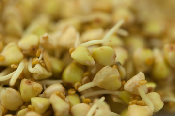 Sprouts of green buckwheat in a bowl. Macro shot. Raw buckwheat. Useful food from buckwheat sprouts for vegetarian food.