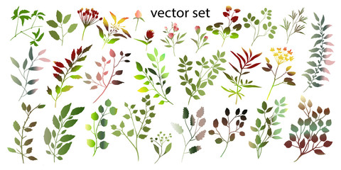 Watercolor illustration. Botanical collection of wild and garden plants. Set: leaves, flowers, branches, herbs and other natural elements. - 262235162
