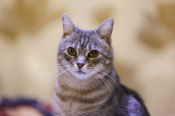 Obraz premium The cat is sitting and looking at the camera. Cat without breed of gray