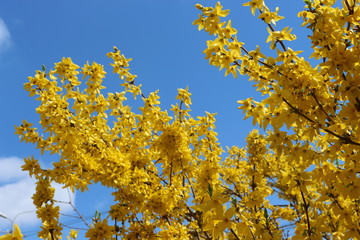  The tree bloomed in yellow delicate flowers in spring