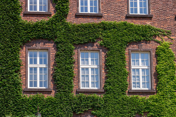Fototapeta na wymiar Old wooden windows overgrown by Ivy on house facade