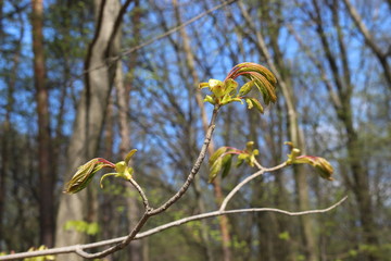  Young leaves appeared on the maple in spring