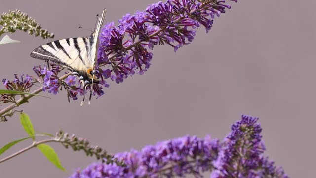 Papilio machaon is a big butterfly of the family Papilionidae. 