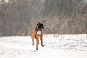 Obraz premium Dog breed boxer in the winter forest