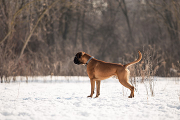 Dog breed boxer in the winter forest