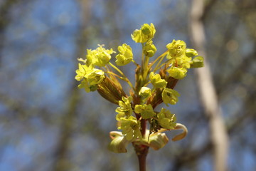 Maple blooms bright yellow flowers in spring
