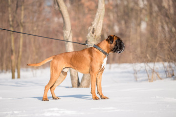 Dog breed boxer in the winter forest