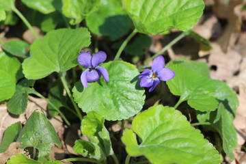 Lilac flowers bloom in the forest in spring on a sunny day