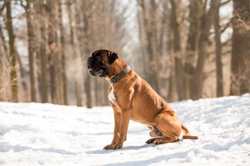Dog breed boxer in the winter forest