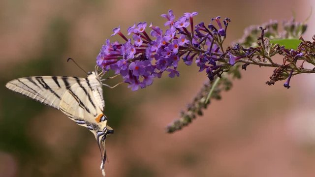 Papilio machaon is a big butterfly of the family Papilionidae. Odessa region (Ukraine).