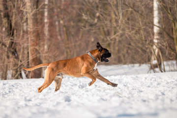Dog breed boxer in the winter forest