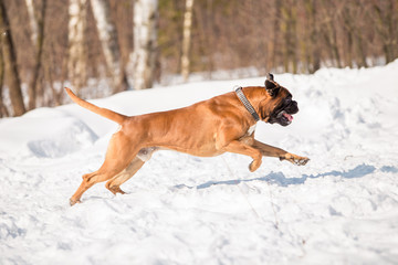 Dog breed boxer in the winter forest