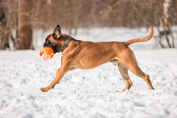 Dog breed boxer in the winter forest