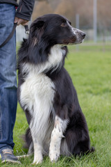 Border collie