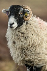 Fototapeta premium Portrait of a Swaledale ewe in Winter. Facing to the left. Blurred background. Vertical.