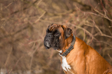 Fototapeta premium Dog breed boxer in the winter forest