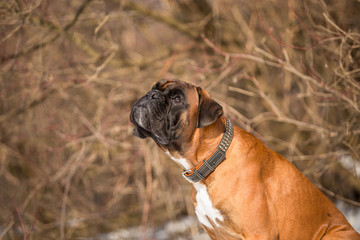 Dog breed boxer in the winter forest