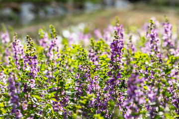 Fototapeta premium Purple flower