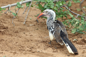 Rotschnabeltoko / Red-billed hornbill / Tockus erythrorhynchus