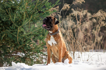 Dog breed boxer in the winter forest